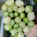 Green Asparagus Seeds, 10g