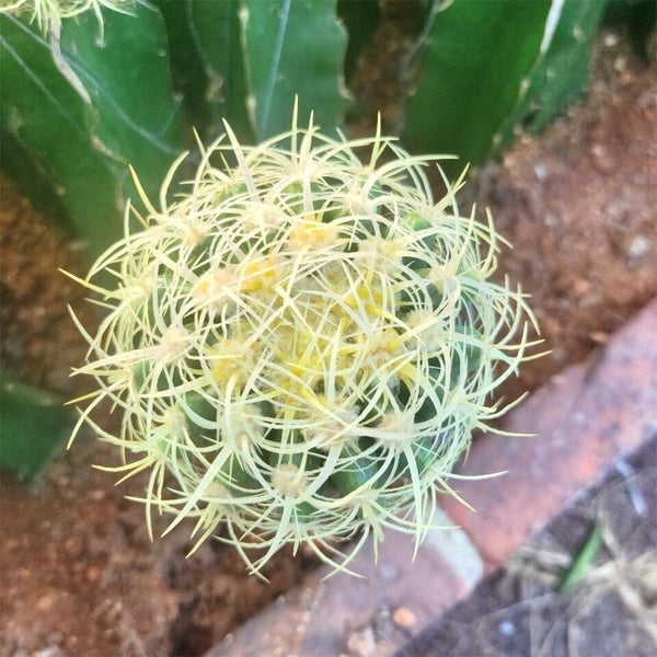 Kroenleinia grusonii 'Intertextus' Live Cactus