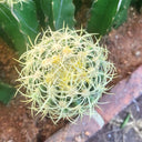 Kroenleinia grusonii 'Intertextus' Live Cactus