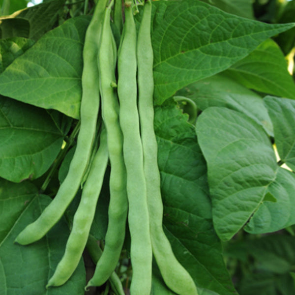 Green Dragon Snap Bean Seeds, 5 × 10g Bags