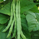 Green Dragon Snap Bean Seeds, 5 × 10g Bags