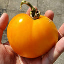 Amish Gold Tomato, 15 Seeds
