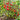 266 Sprite Tomato, 5 Seeds