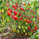 266 Sprite Tomato, 5 Seeds