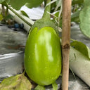 ‘Green Crown’ F1 Eggplant Seeds, 10g