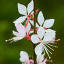 White Gaura Seeds, 100 Seeds
