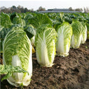 Beijing New No.3 Cabbage Seeds, 5 × 5g Bags