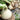 White Bulb Onion Seeds, 10 Grams = 2500~ 3000 Seeds