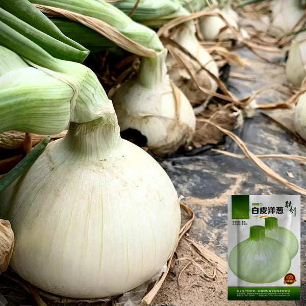 White Bulb Onion Seeds, 10 Grams = 2500~ 3000 Seeds