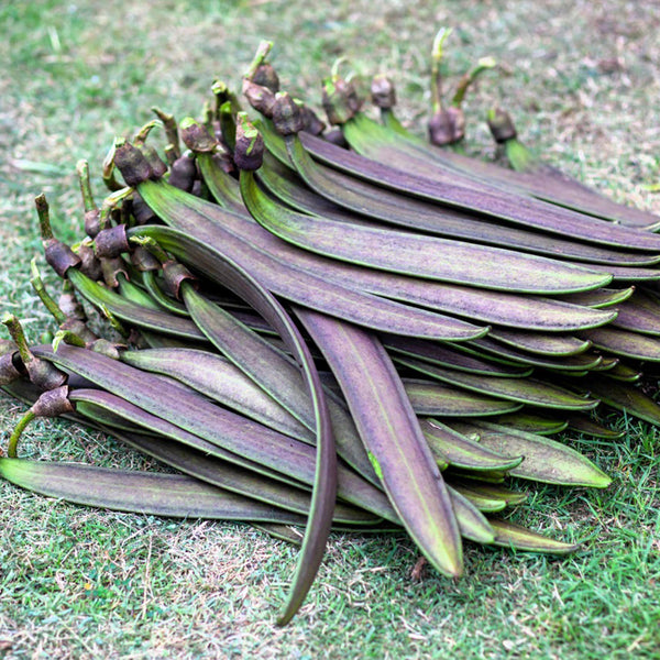 Oroxylum indicum, 10 Seeds