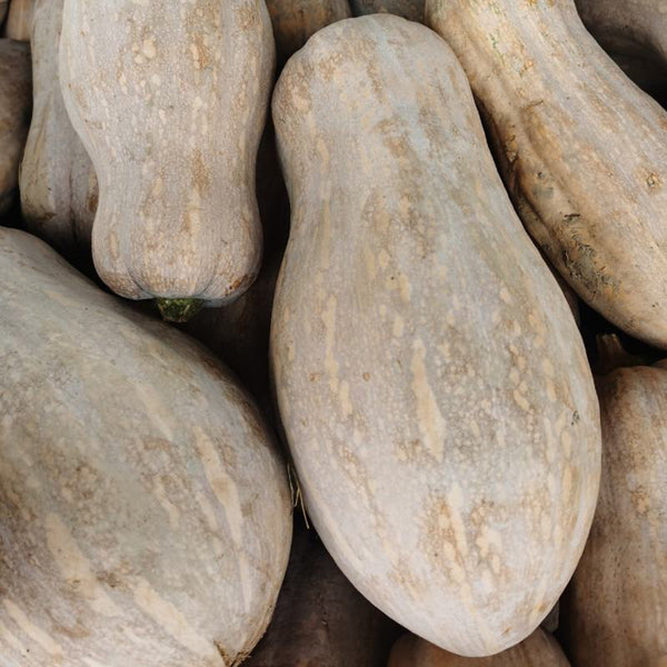 'Rumi No. 9' Pumpkin, 20 Seeds
