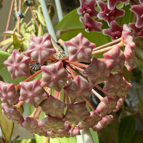 Hoya pubicalyx 'Pink Silver', 5 Cuttings