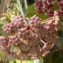 Hoya pubicalyx 'Pink Silver', 5 Cuttings