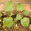 Jiannan Perilla Seeds, 20g