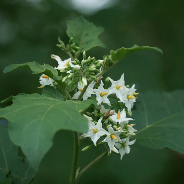 Turkey Berry, 500 Seeds