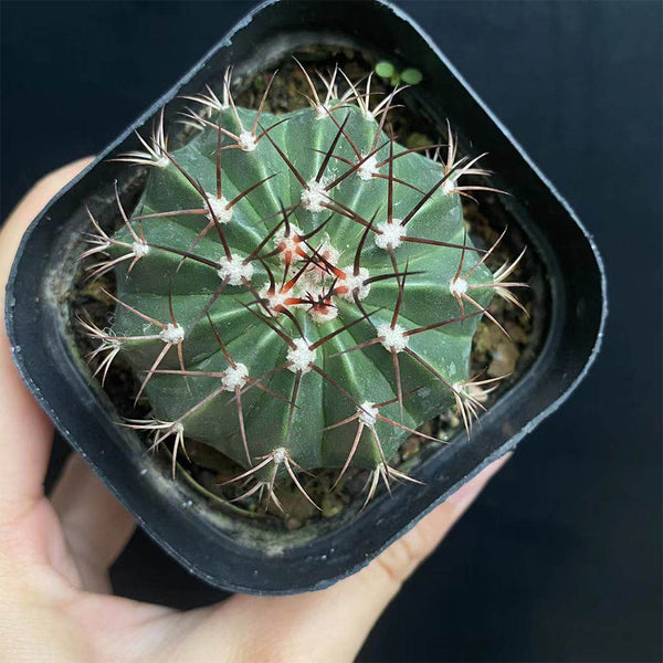 Melocactus caesius, 4cm