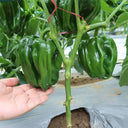 Spicy No.1 Chili Pepper Seeds, 100 Seeds