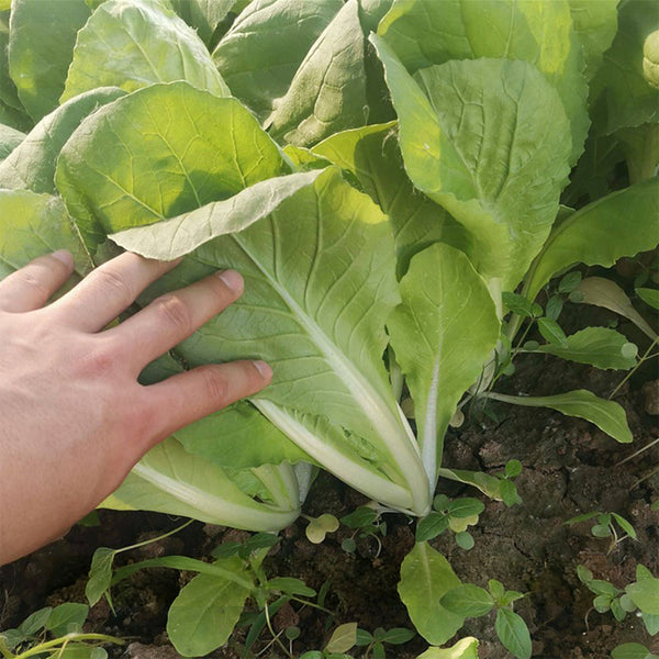 'Chiye No.6' Pak Choi Seeds, 25g