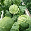 Xingyou Jingfeng No.1 Cabbage, 1000 Seeds