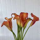 'Rialto' Calla Lily, 18/20cm Circumference, 1 Bulb