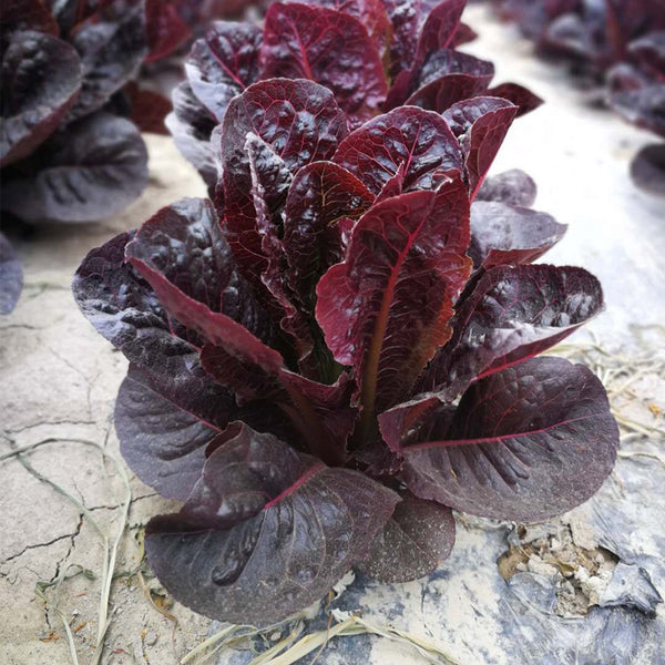 Purple Leaf Romaine Lettuce Seeds, 3g