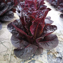 Purple Leaf Romaine Lettuce Seeds, 3g