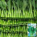 Meiqi No.2 Sweet Choy Sum Seeds, 10g