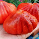 923 Japanese Purple Truffle Tomato, 5 Seeds