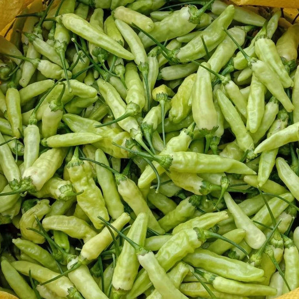 Pickling Pepper Seeds, 0.5g