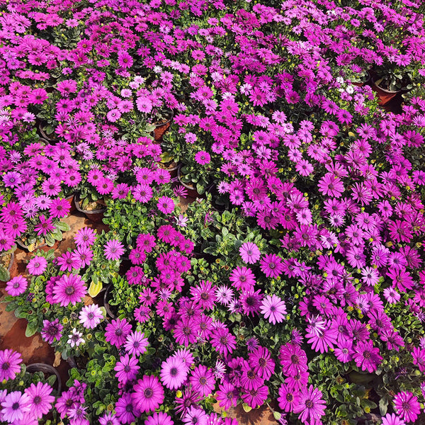 Purplel African Daisy, 50 Seeds