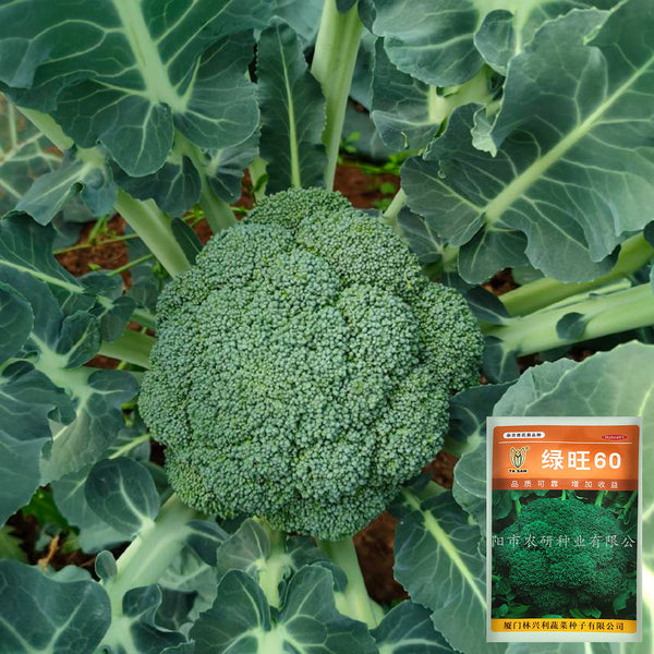 GreenVigour 60 Broccoli Seeds, 1000 Seeds