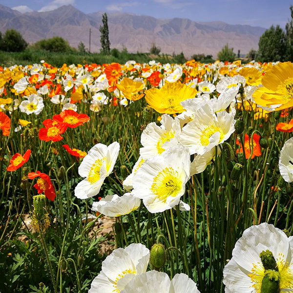 Iceland Poppy, 1g