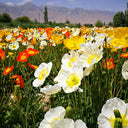 Iceland Poppy, 1g
