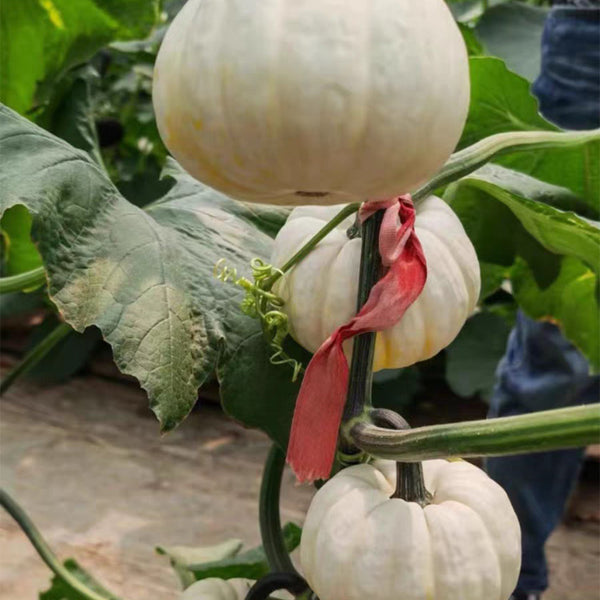 Tianzi Yubei White Baby Pumpkin, 5 Seeds