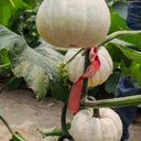 Tianzi Yubei White Baby Pumpkin, 5 Seeds