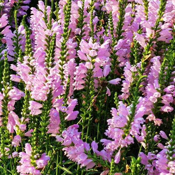 Pink Obedient Plant, 100 Seeds