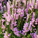 Pink Obedient Plant, 100 Seeds