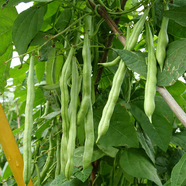 'Shuangqing No.38' Green Bean Seeds, 25g
