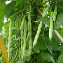 'Shuangqing No.38' Green Bean Seeds, 25g