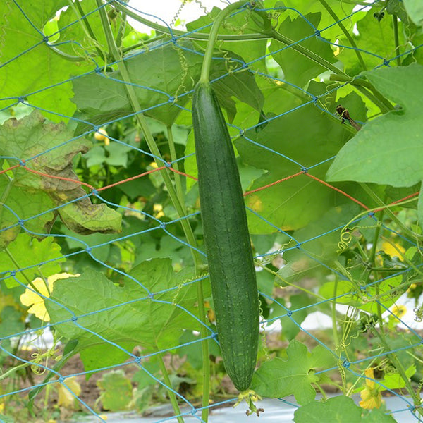 Thai Green Thumb Luffa, 3 Seeds