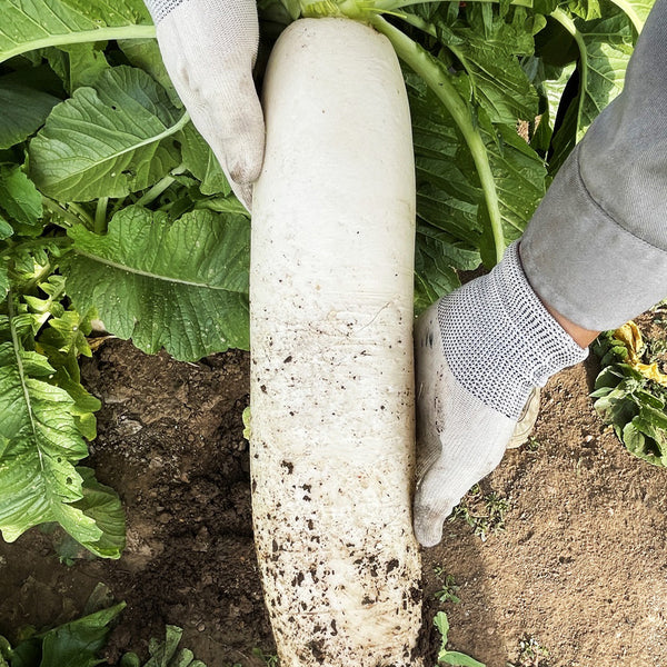 White Jade Radish F1 Seeds, 5g