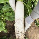 White Jade Radish F1 Seeds, 5g