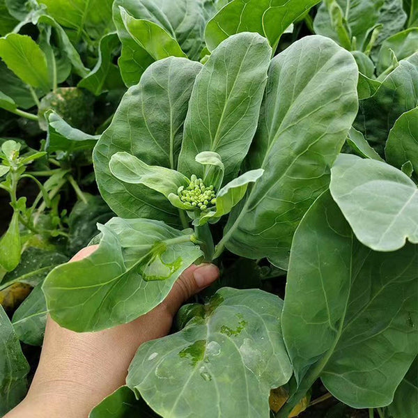 Nongyan Yellow-Flowered Chinese Kale Seeds, 20g
