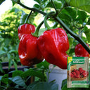 Red Habanero Pepper, 20 ~ 30 Seeds