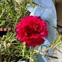 Hezhichun Red Moss-Rose Purslane Seeds, 1g