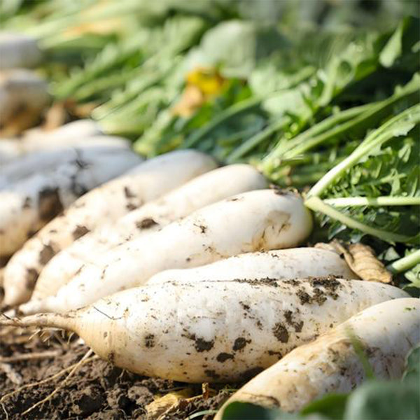 White Jade Radish F1 Seeds, 5g