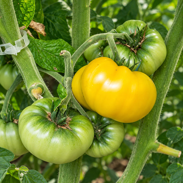 470 Dean's Rainbow Dwarf Tomato, 5 Seeds