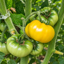 470 Dean's Rainbow Dwarf Tomato, 5 Seeds