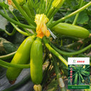 'Wansheng Chunqiubao' Zucchini Seeds, 10g