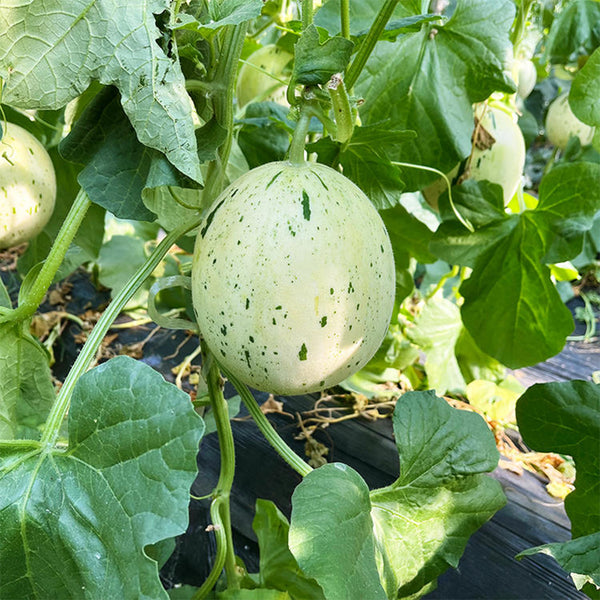 Meteor Silver Jade Melon Seeds, 20 Seeds
